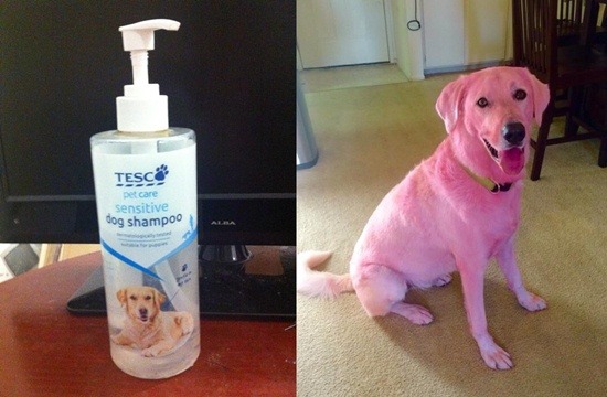 大賣場銷售的寵物洗毛精，竟把狗洗成了粉紅色! 其實只是場惡作劇。  取自網路
