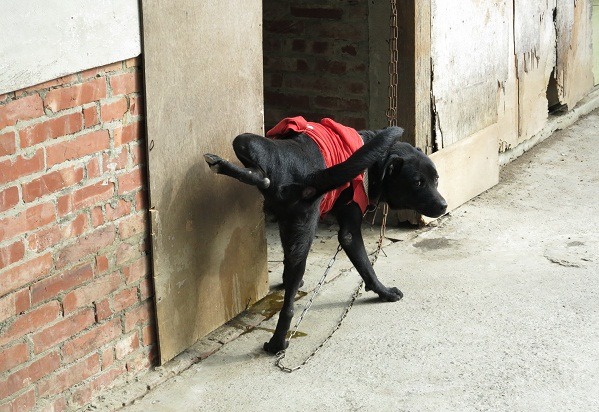 狗藉著尿尿標示領域是本能行為。     蕭士塔/攝