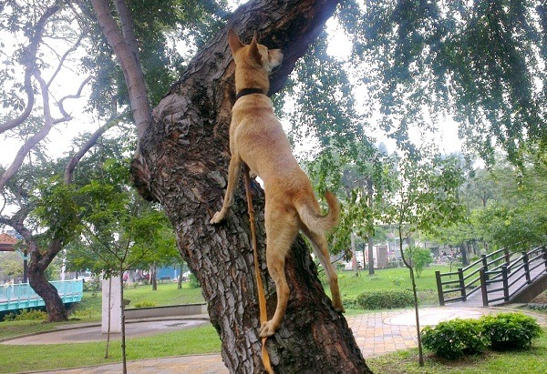 瓜瓜看到樹上有松鼠即奮力爬上樹。   蕭士塔/攝