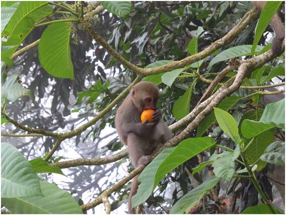 台灣獼猴吃著友善農法的「猴子柳丁」。  蔡錫雯/提供 