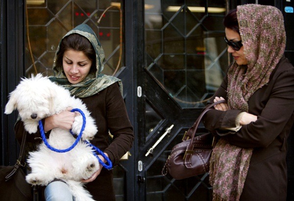 伊朗將立法明令禁止養狗當寵物，違者可處以高額罰鍰或鞭刑。   取自網路