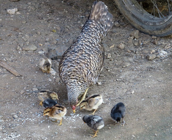 母雞發現食物會發出喀喀叫聲，呼喚小雞前來食用。    蕭士塔/攝