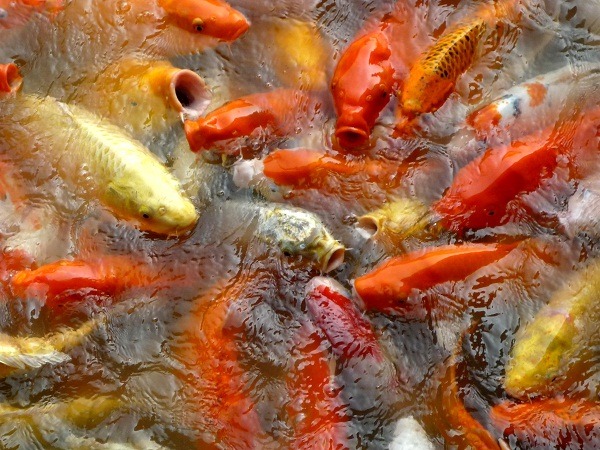 在開放水域餵養錦鯉，看五顏六色的魚群爭食樂趣十足。  蕭士塔/攝