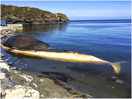 當一頭鯨魚死在淺海區，各種腐食者會迅速將有機物瓜分殆盡。取自Don Bradshaw, NTV News