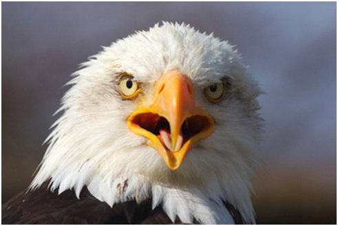 研究指出，鳥類始祖有著一口貝齒。    取自 Shutterstock.com
