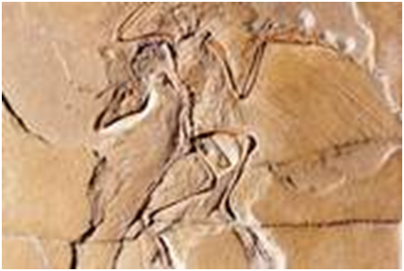 始祖鳥化石顯示，鳥是從有著滿嘴利齒的獸演化而來。    取自Humboldt MuseumfürNaturkunde