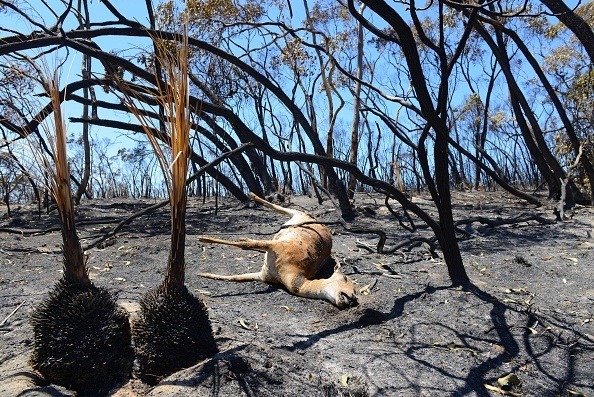南澳森林大火後，一隻鹿疑因找不到食物倒斃於焦土上。 取自網路