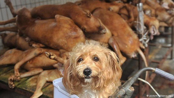 狗肉是越南中產階級的最愛，離鄉背井到台灣工作的越南人似乎難戒除食性，不時傳出屠狗吃狗案。   取自網路