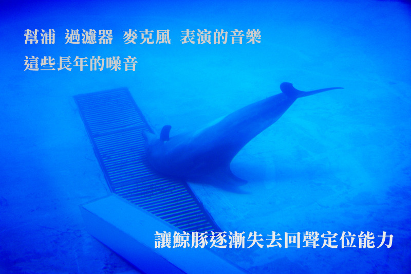 在野外，海豚的活動面積可達五個台北市大小，潛水深度相當一座101大樓。　動社會/提供