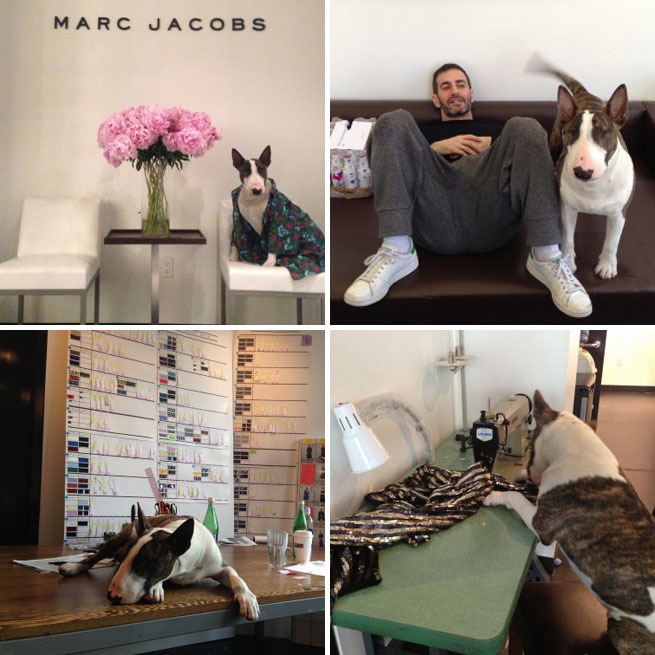 Marc Jacobs的愛犬Neville時會到工作室玩耍（監工）。　取自網路