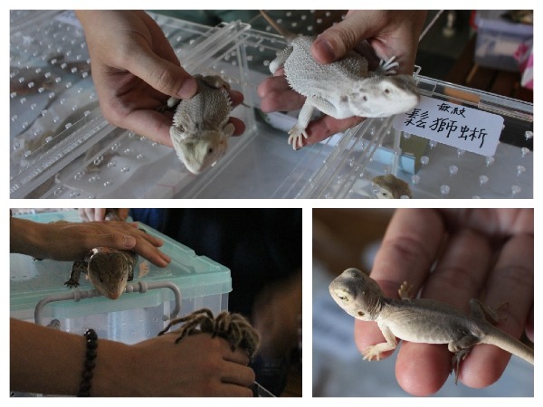 發記爆漿蟋蟀販售的無紋鬆獅蜥，上圖右是Zero無紋、下圖右是無鱗無紋，都是台灣唯一一隻。   何宜/攝