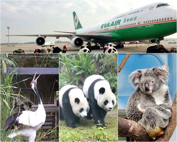 動物園許多保育類嬌客，都是搭著這架747-400客貨機來到台灣。　動物園/提供