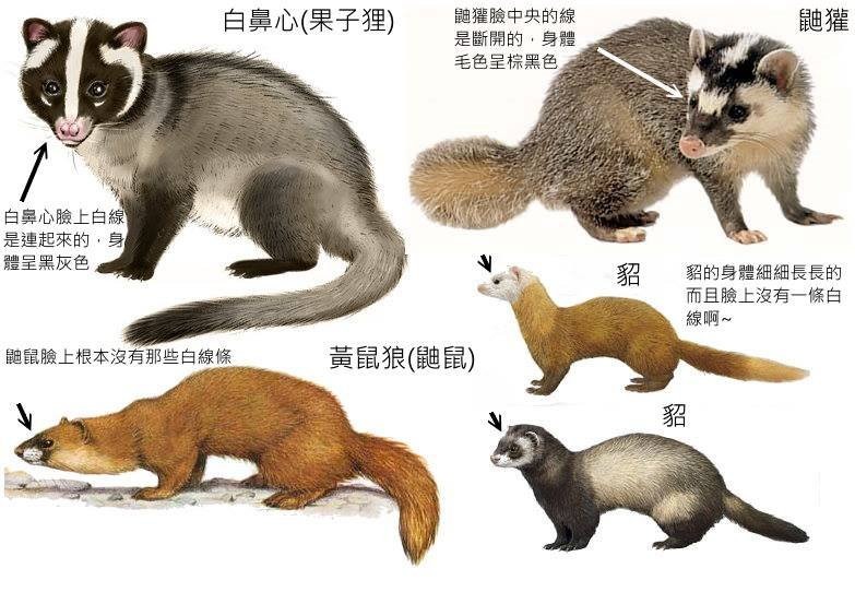 鼬獾、白鼻心長相有些微不同，民眾盡量不要接觸野生動物。　取自網路