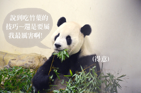 爸爸吃竹葉可以一次吃一大把，小圓仔還得多多練習！　　台北動物園/提供
