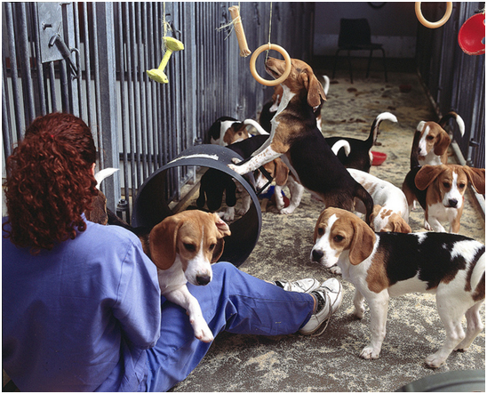 國外實驗室使用的米格魯犬。　Flickr_ Understanding Animal Research