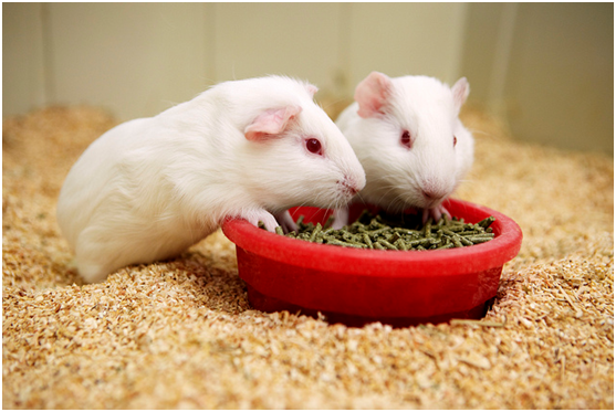動物實驗最常使用的小白鼠。　Flickr_ Novartis AG