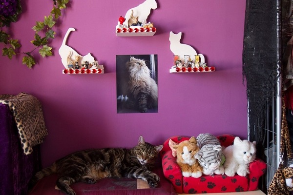巴巴麗娜的家充滿了貓咪擺飾。　取自英國《鏡報》