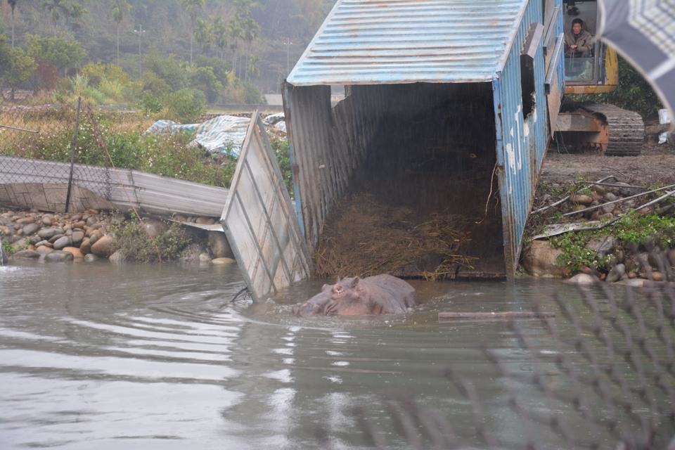 河馬「阿河」回到水中，精神相當不錯，身體狀況還須追蹤。　取自台中市政府新聞局