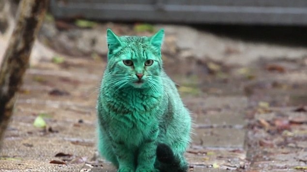 當地民眾已經有兩三天沒有見到這隻綠貓。 取自Dailymail