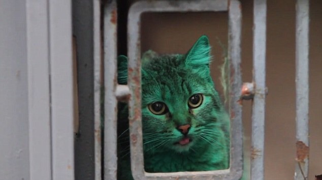由於媒體的報導，保加利亞的這隻綠色貓咪廣為人知。 取自Dailymail
