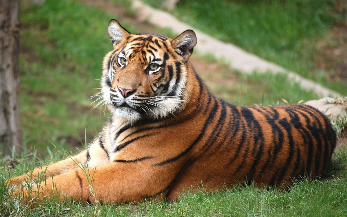 老虎被列入世界自然保護聯盟（IUCN）瀕危物種紅色名錄中，據科學家估計，全世界野生老虎數量只剩3000隻左右。　取自網路