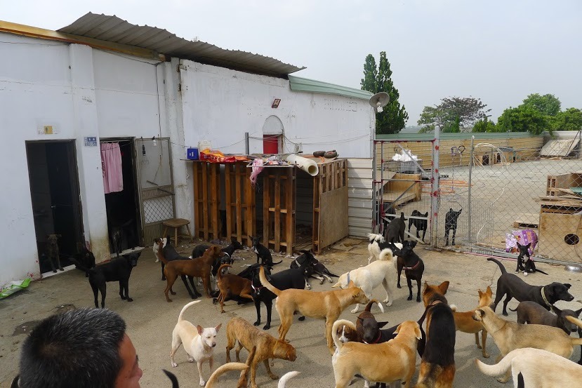 中華民國保護動物協會的「寵物食物銀行」，提供資源不足的立案民間收容所申請飼料補助。　社團法人中華民國保護動物協會/提供