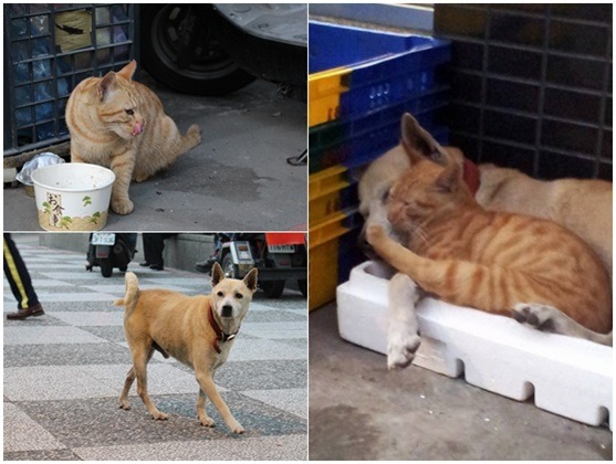 樹林後火車站的流浪貓狗，彼此感情融洽外，也拉攏了附近商圈業者的向心力。　何宜/攝