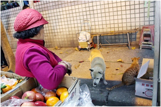 小黃與小橘貓感情很好，附近攤販也相當喜愛有牠們的陪伴。　何宜/攝