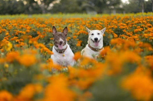 咕嚕(左)是索雷薩飼養的另一隻狗，和歌露塔是好朋友。取自Gluta story