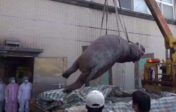 阿河去年12月29日被運往台北市立動物園解剖，目前遺體還冰存在動物園中。　影片截圖