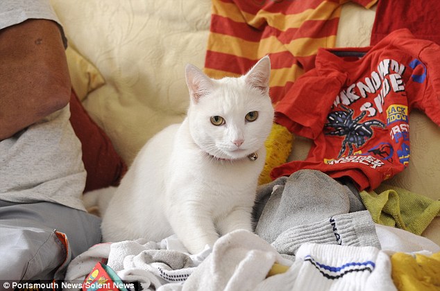 小貓鬼鬼最近養成了一個相當令主人困擾的壞習慣：偷鄰居的衣服回家。　取自網路