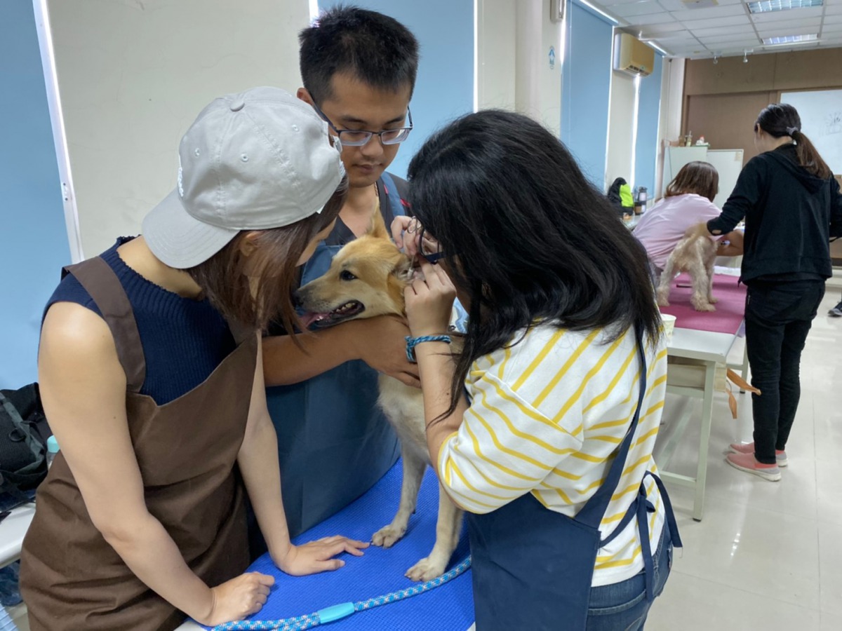 台南志工培訓營 幫浪浪做寵物美容 社團法人中華民國保護動物協會