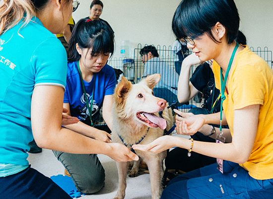 志工銀行 新竹南寮收容所志工培訓心得 社團法人中華民國保護動物協會