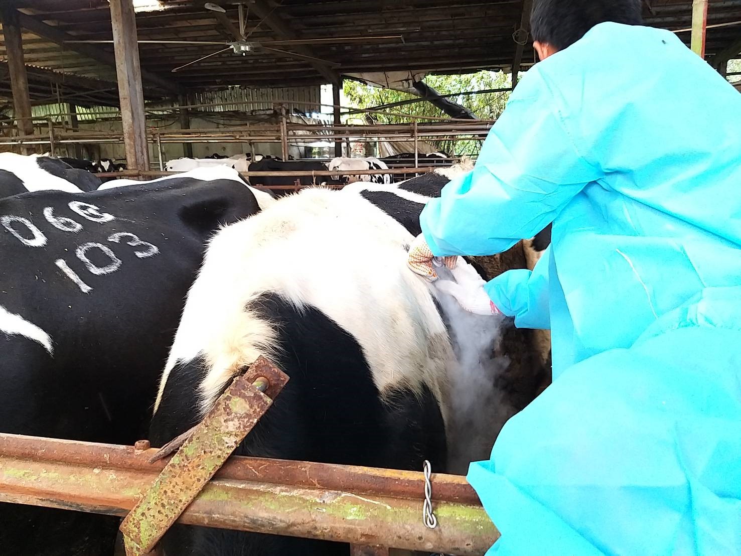 冷烙印在皮膚上乳牛專屬身分證 社團法人中華民國保護動物協會