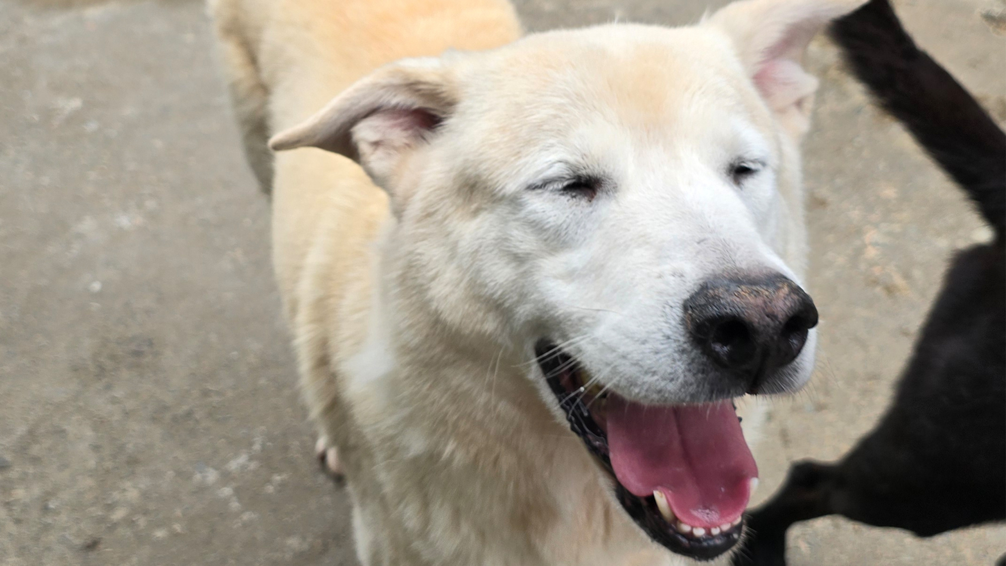 協會的毛寶貝| 社團法人中華民國保護動物協會