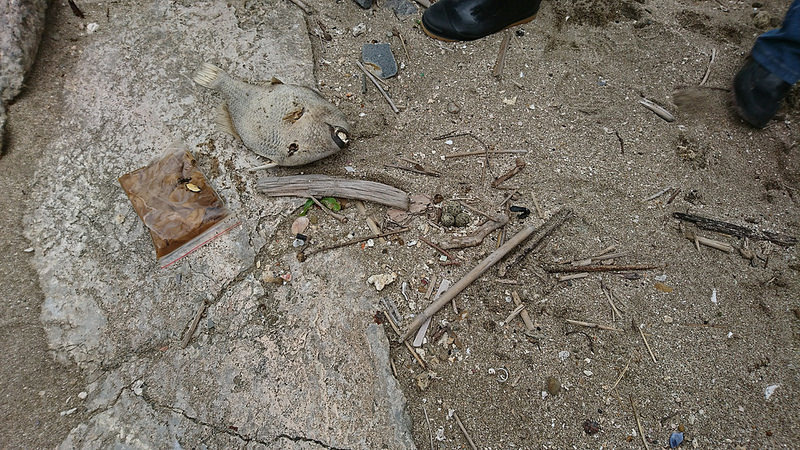 2017/04/13，於新北市石門區白沙灣上發現鳥巢。陳姿蓉/攝  (圖片來源：環境資訊協會)