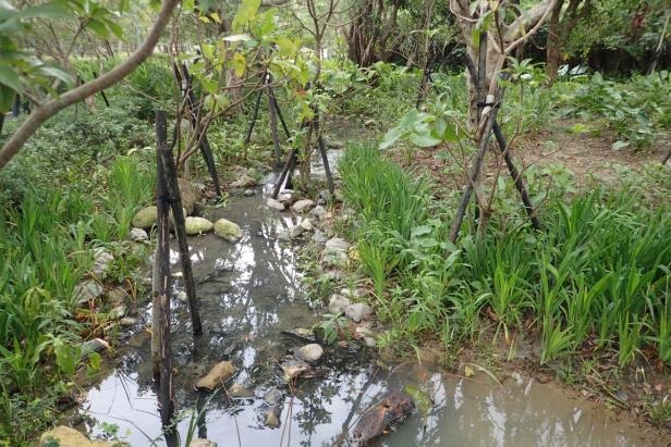 大安森林公園多種原生植物營造出良好螢火蟲棲息空間。台北市立動物園/提供