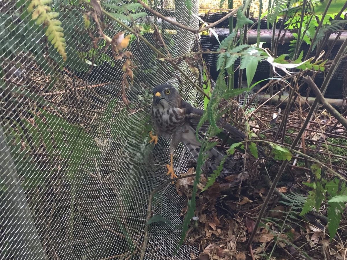 受傷斷翅的赤腹鷹,已無法野放,安置於石碇野鳥中途之家。新北市動保處/提供