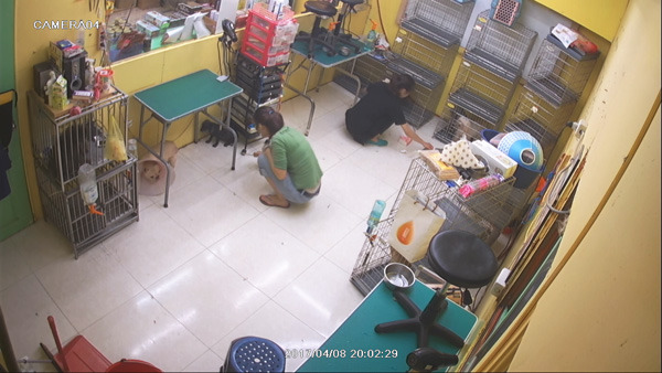 美容師手持熱熔膠條管教店狗畫面。新北市農業局/提供