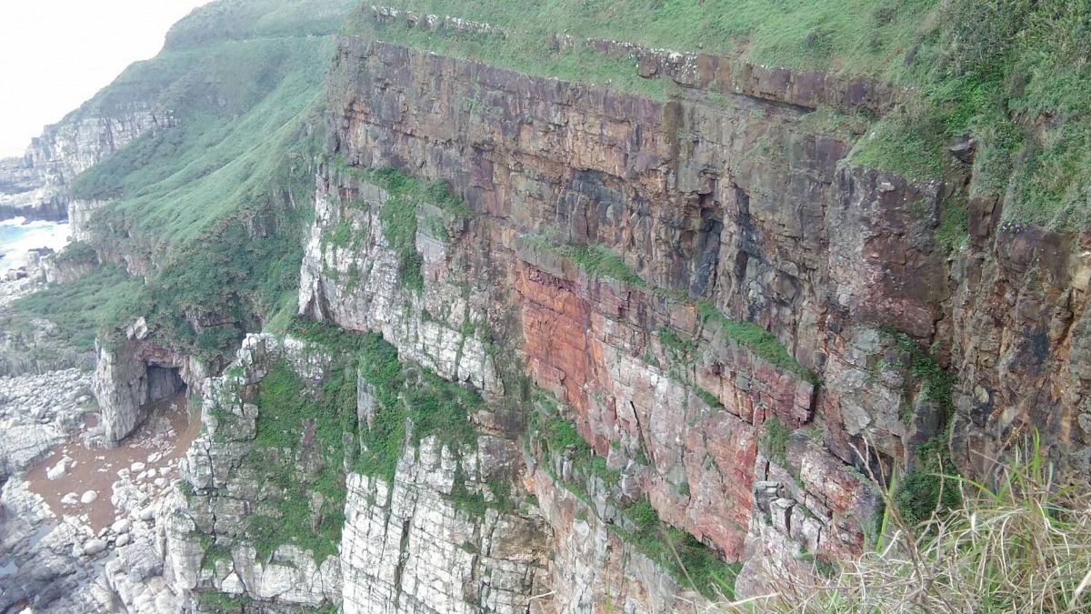 遊隼主要特徵為翅膀呈狹長尖細的流線型，臉頰具黑白分明的耳斑。在台灣屬於冬候鳥及過境鳥，近年卻開始有在台灣繁殖的紀錄，偏好停棲在具制高點的開闊地，尤喜懸崖海岸。新北動保處提供