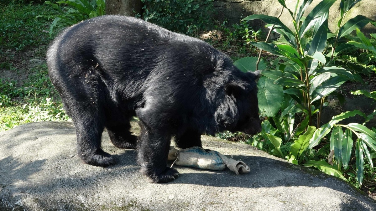 保育員精心準備的食物豐富化玩具，增加黑熊的採食時間，降低刻板行為。台北市立動物園/提供