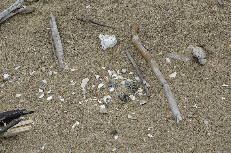 201704/15，新北市萬里區下社沙灘。有發現鳥蛋嗎？陳孟薇/攝  (圖片來源：環境資訊協會)