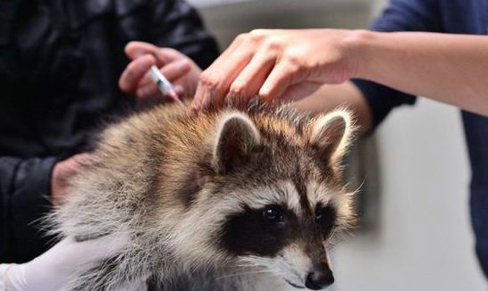 除了貓狗之外，白鼻心、浣熊、雪貂等食肉目動物也都是感染狂犬病的高風險群，需要定期注射疫苗防疫。新北市動保處/提供