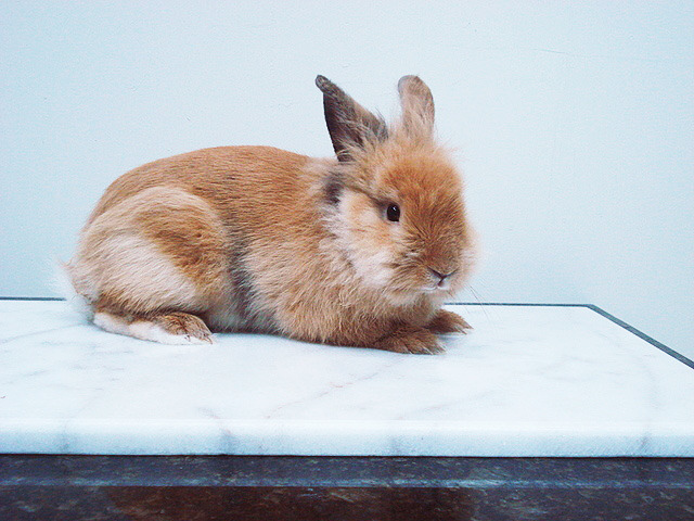 盛夏炎熱，兔孩主人可放大理石磚，讓兔兔居住時有塊涼爽地方能躺臥。禾達精品石材/提供