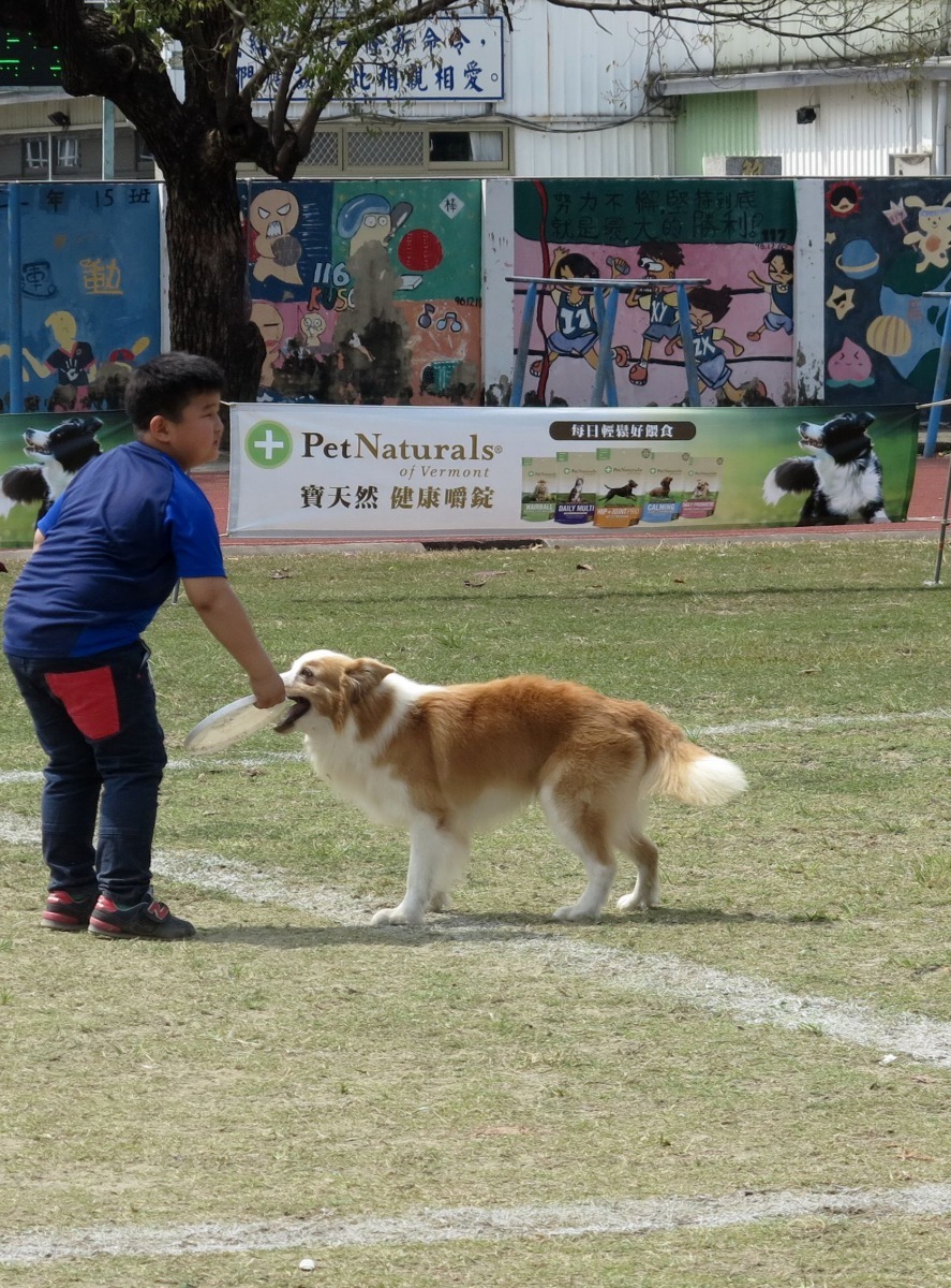 「A默」咬住飛盤後迅速返回將飛盤交給楊程皓。高維奇/攝