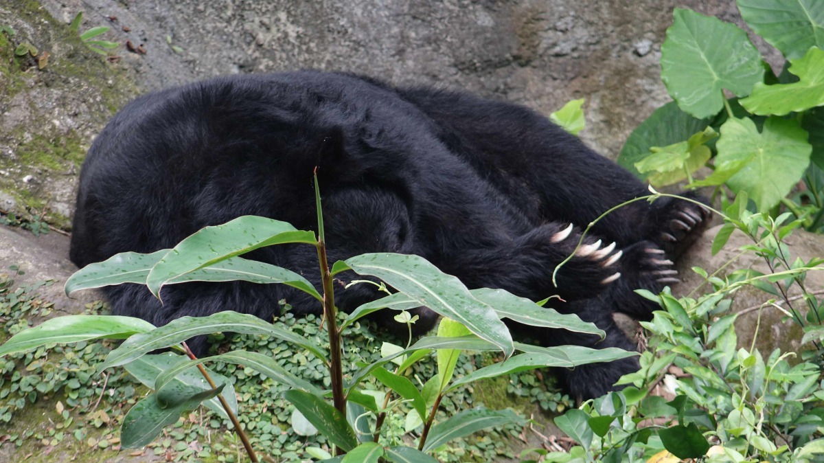 已是「熊瑞」的黑熊們經常於吃飽後找周公去，民眾經過臺灣區的黑熊養老村記得放低音量。台北市立動物園/提供