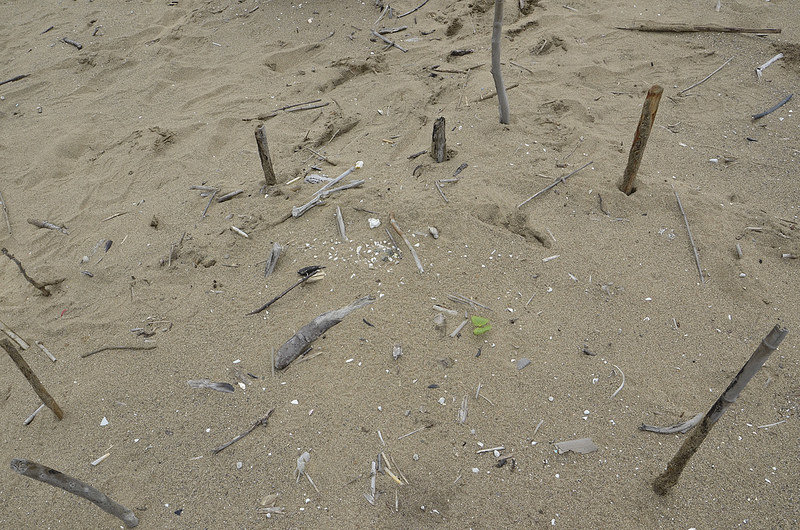 2017/04/15，新北市萬里區下社沙灘。鳥蛋具有保護色不易發現，非常容易被踩踏。陳孟薇/攝  (圖片來源：環境資訊協會)