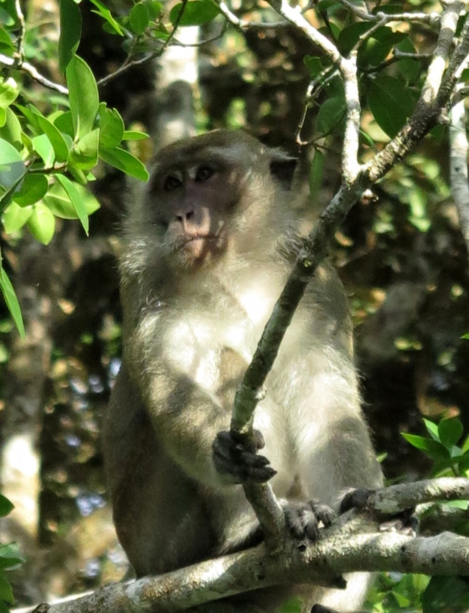 獼猴在亞洲地區廣泛分布，聰敏機靈活動力強，常與人類發生衝突。高維奇/攝