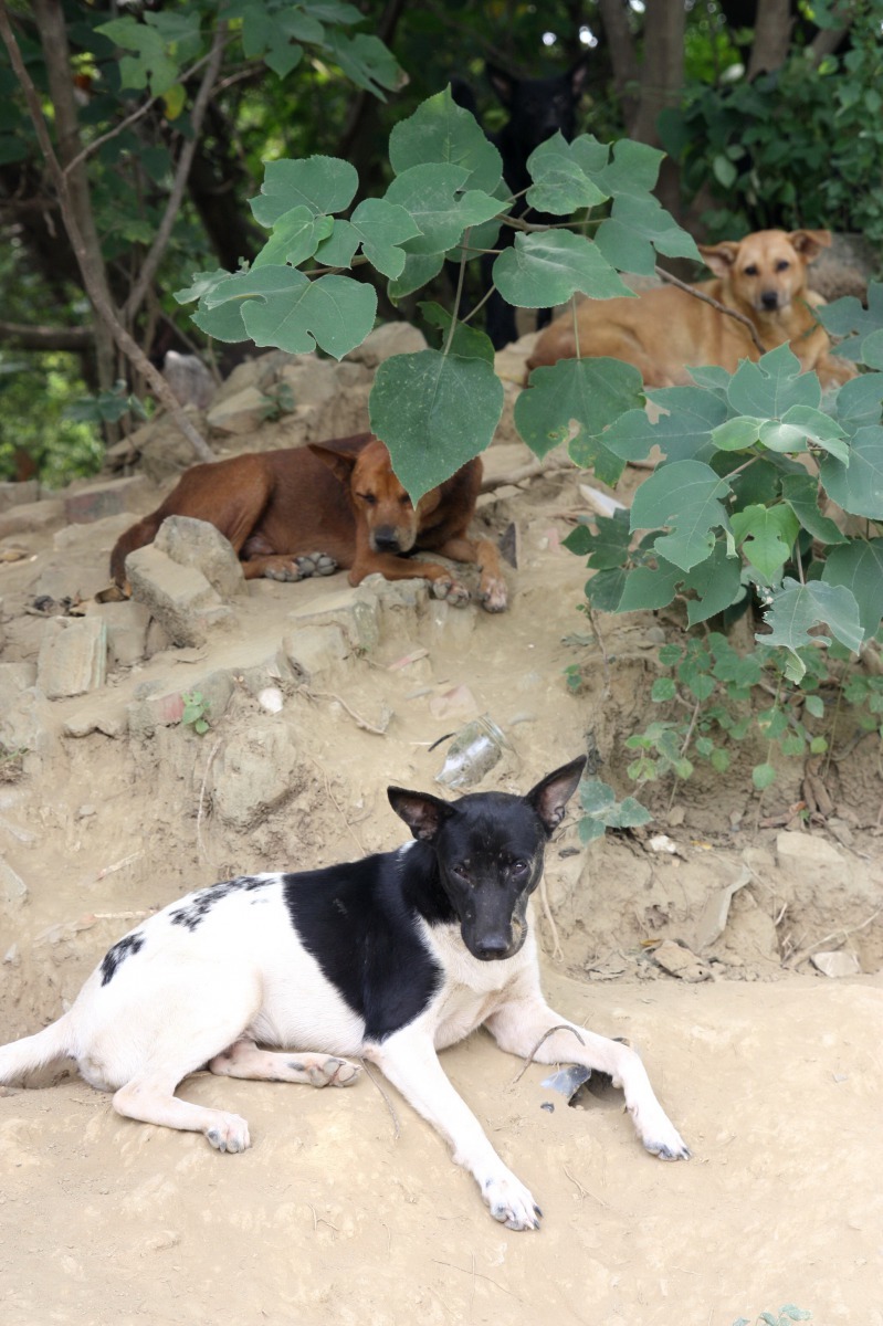 養在果園的工作犬，一有獼猴入侵即群起狂吠驅逐。高維奇/攝