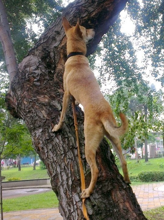 追逐驅趕獵物是狗的本性，這隻家犬還想爬上傾斜的樹幹要捕捉松鼠。 高維奇/攝